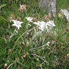 Plants: image 58 Of 131 Thumb